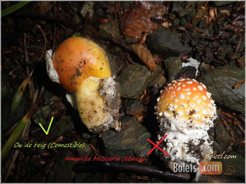 Ous de reig VS Amanita Muscaria